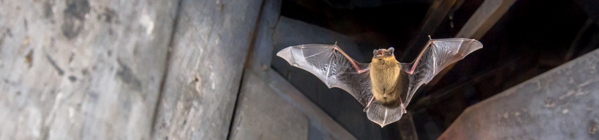 Vleermuisonderzoek